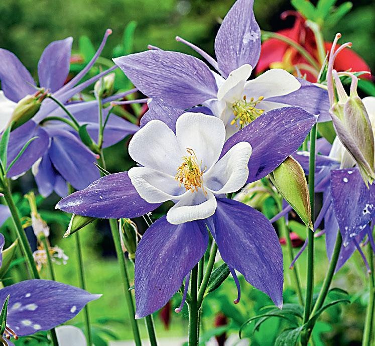 Иллюстрация к книге — Большая энциклопедия садовода-огородника от А до Я [_165.jpg]