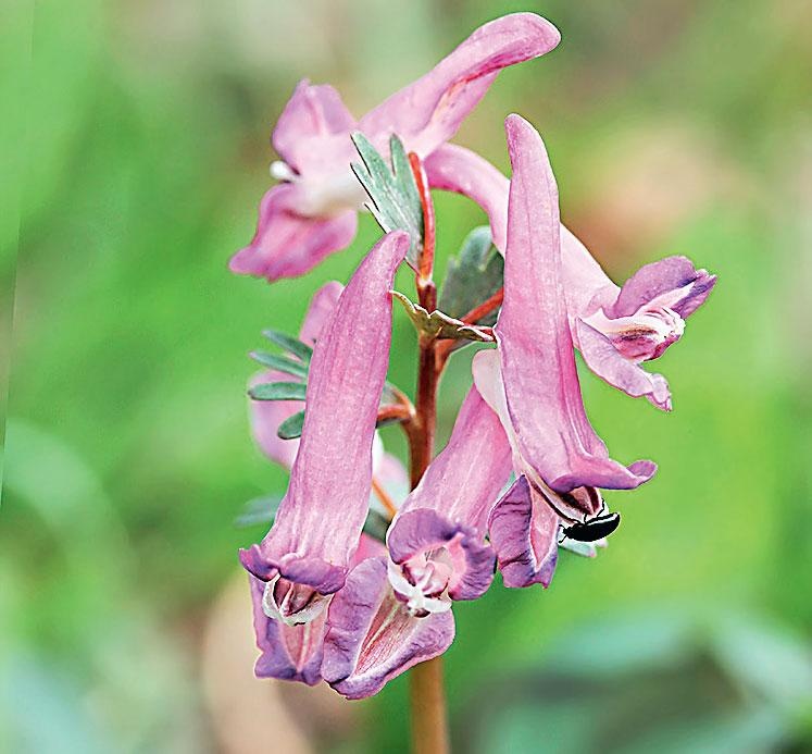 Иллюстрация к книге — Большая энциклопедия садовода-огородника от А до Я [_166.jpg]