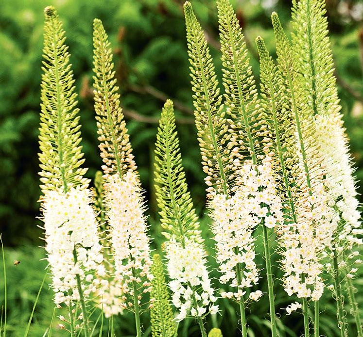 Иллюстрация к книге — Большая энциклопедия садовода-огородника от А до Я [_167.jpg]