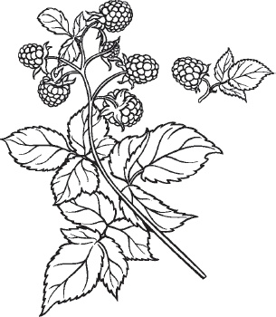 Иллюстрация к книге — Большая энциклопедия садовода-огородника от А до Я [_17.jpg]