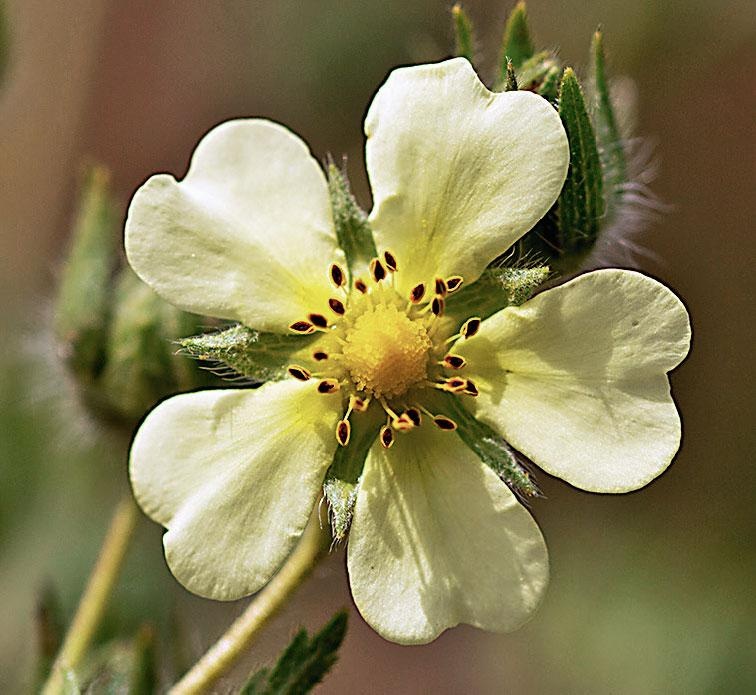 Иллюстрация к книге — Большая энциклопедия садовода-огородника от А до Я [_170.jpg]
