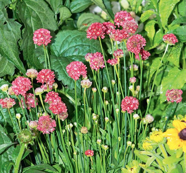 Иллюстрация к книге — Большая энциклопедия садовода-огородника от А до Я [_171.jpg]