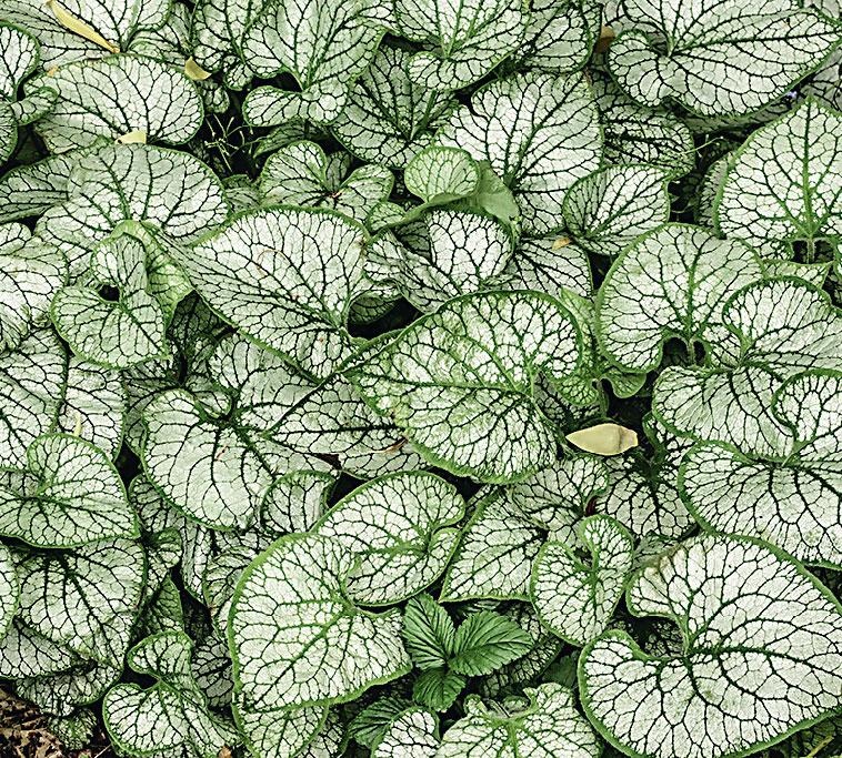 Иллюстрация к книге — Большая энциклопедия садовода-огородника от А до Я [_172.jpg]