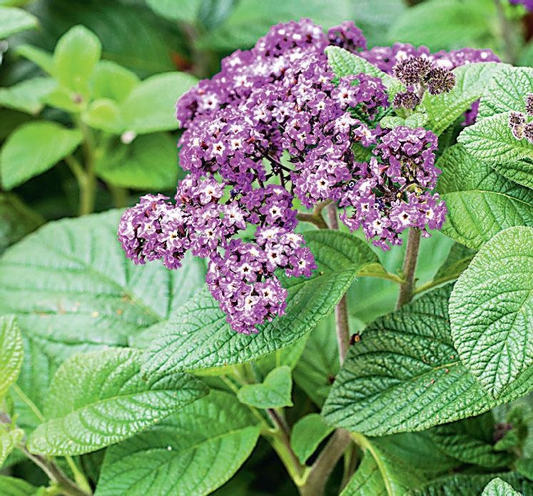 Иллюстрация к книге — Большая энциклопедия садовода-огородника от А до Я [_175.jpg]