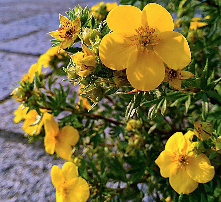 Иллюстрация к книге — Большая энциклопедия садовода-огородника от А до Я [_177.jpg]