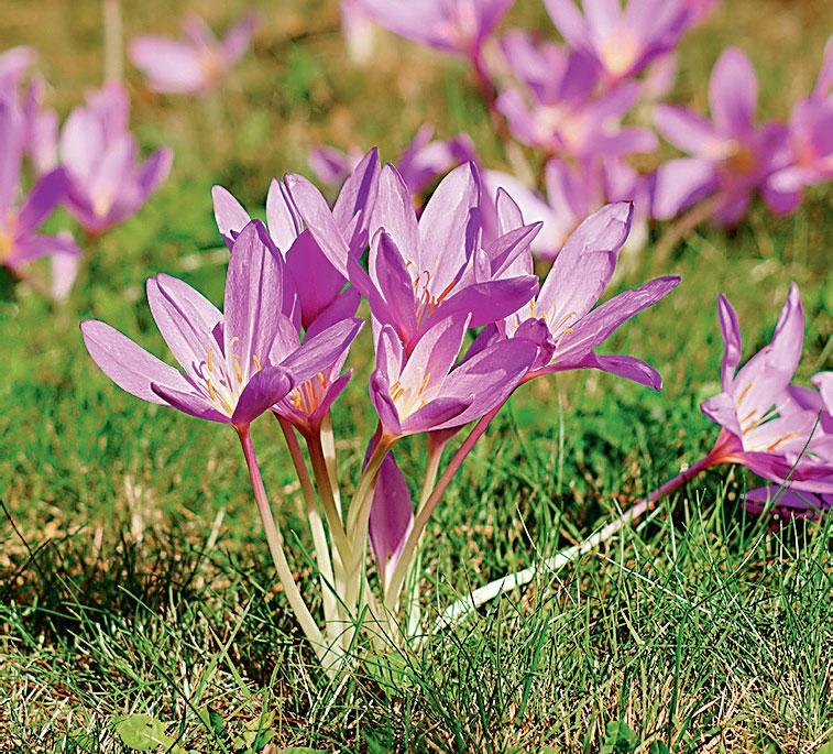 Иллюстрация к книге — Большая энциклопедия садовода-огородника от А до Я [_179.jpg]