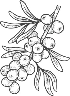 Иллюстрация к книге — Большая энциклопедия садовода-огородника от А до Я [_18.jpg]