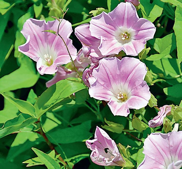 Иллюстрация к книге — Большая энциклопедия садовода-огородника от А до Я [_181.jpg]