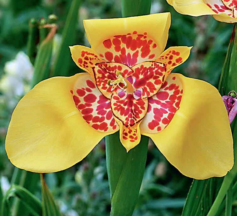 Иллюстрация к книге — Большая энциклопедия садовода-огородника от А до Я [_183.jpg]