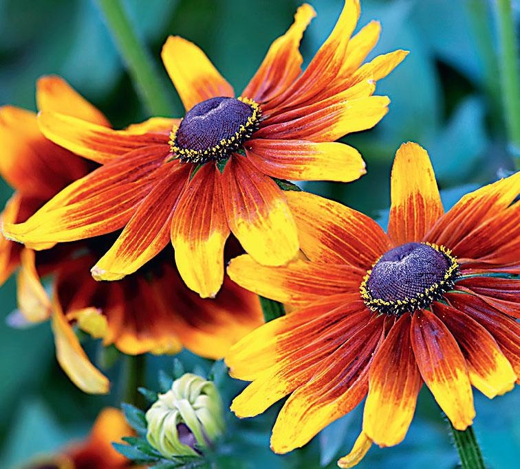 Иллюстрация к книге — Большая энциклопедия садовода-огородника от А до Я [_184.jpg]