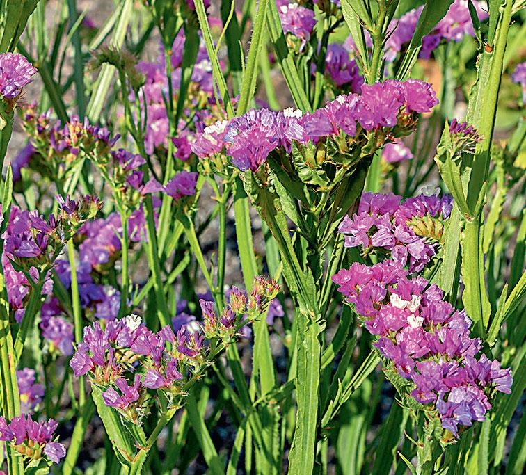 Иллюстрация к книге — Большая энциклопедия садовода-огородника от А до Я [_185.jpg]