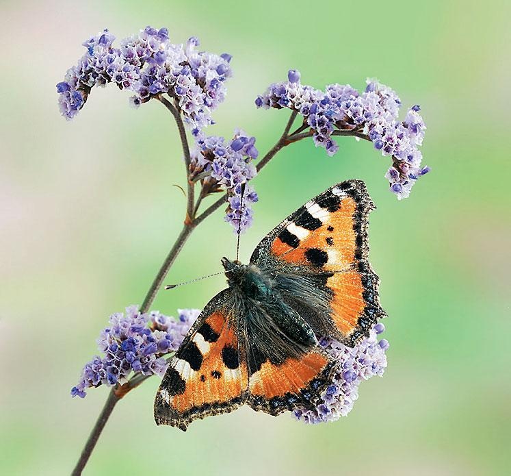 Иллюстрация к книге — Большая энциклопедия садовода-огородника от А до Я [_188.jpg]