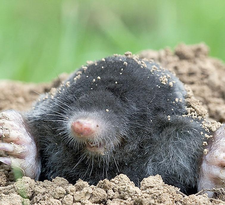 Иллюстрация к книге — Большая энциклопедия садовода-огородника от А до Я [_189.jpg]