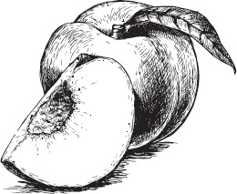 Иллюстрация к книге — Большая энциклопедия садовода-огородника от А до Я [_19.jpg]