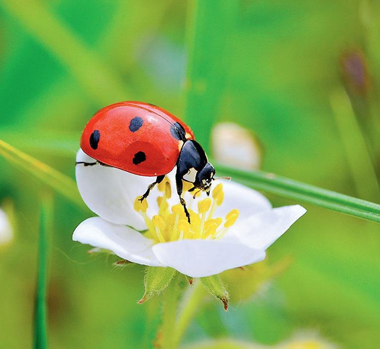 Иллюстрация к книге — Большая энциклопедия садовода-огородника от А до Я [_193.jpg]