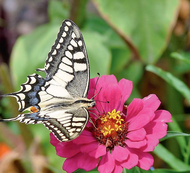 Иллюстрация к книге — Большая энциклопедия садовода-огородника от А до Я [_194.jpg]