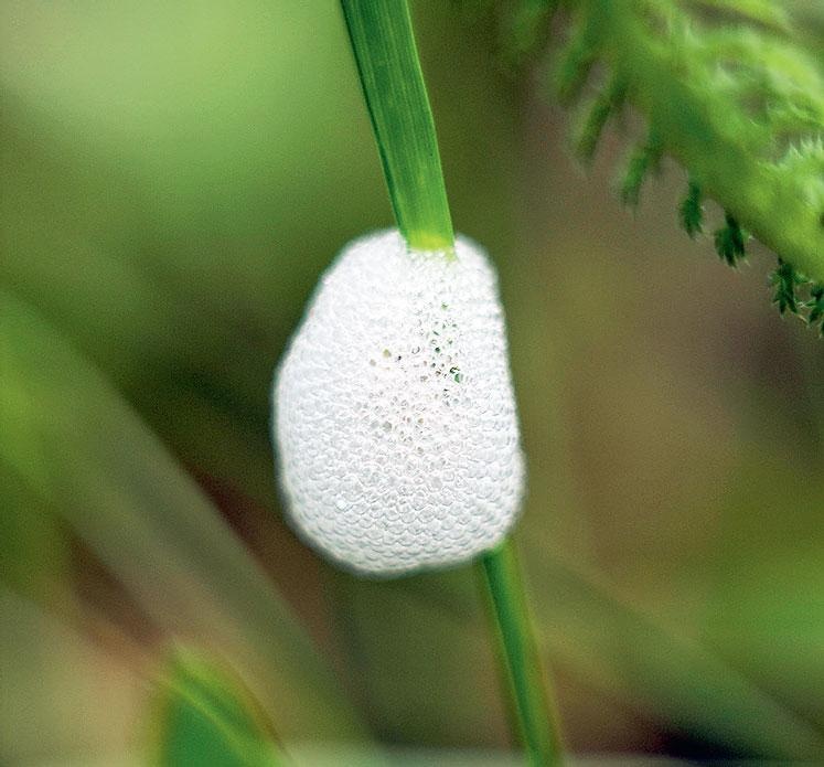 Иллюстрация к книге — Большая энциклопедия садовода-огородника от А до Я [_196.jpg]
