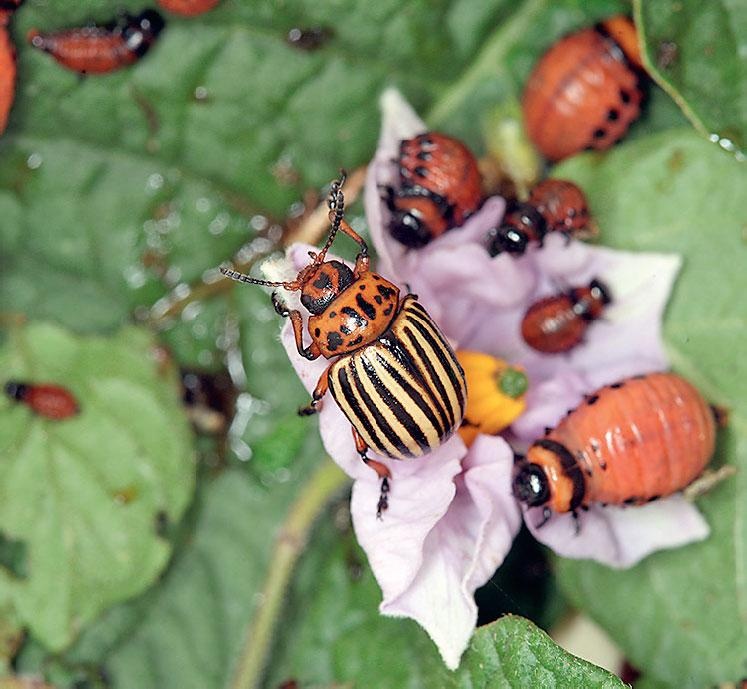 Иллюстрация к книге — Большая энциклопедия садовода-огородника от А до Я [_197.jpg]