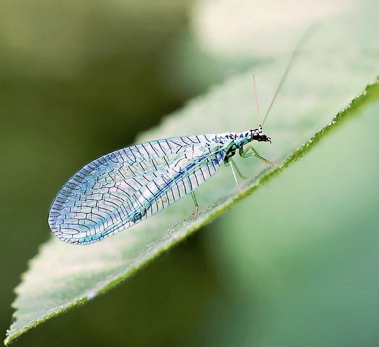 Иллюстрация к книге — Большая энциклопедия садовода-огородника от А до Я [_198.jpg]