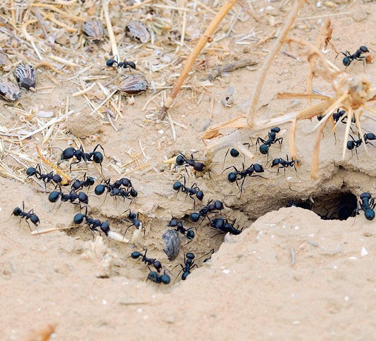 Иллюстрация к книге — Большая энциклопедия садовода-огородника от А до Я [_202.jpg]
