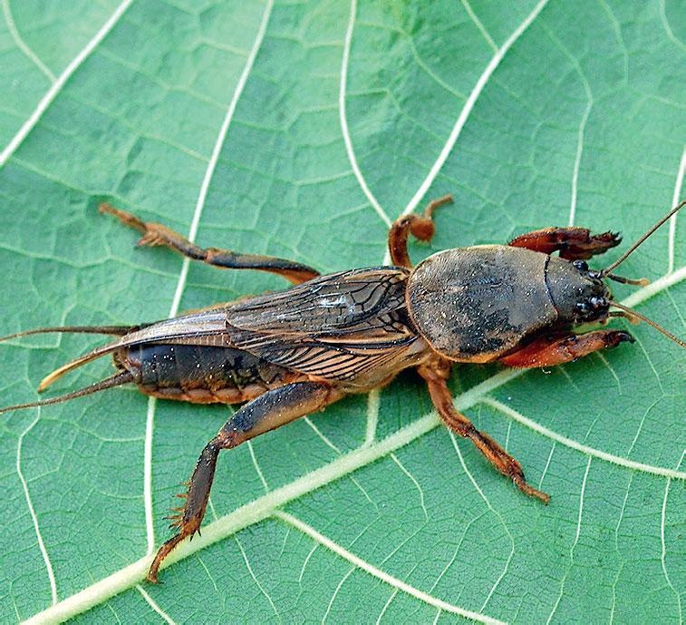Иллюстрация к книге — Большая энциклопедия садовода-огородника от А до Я [_203.jpg]