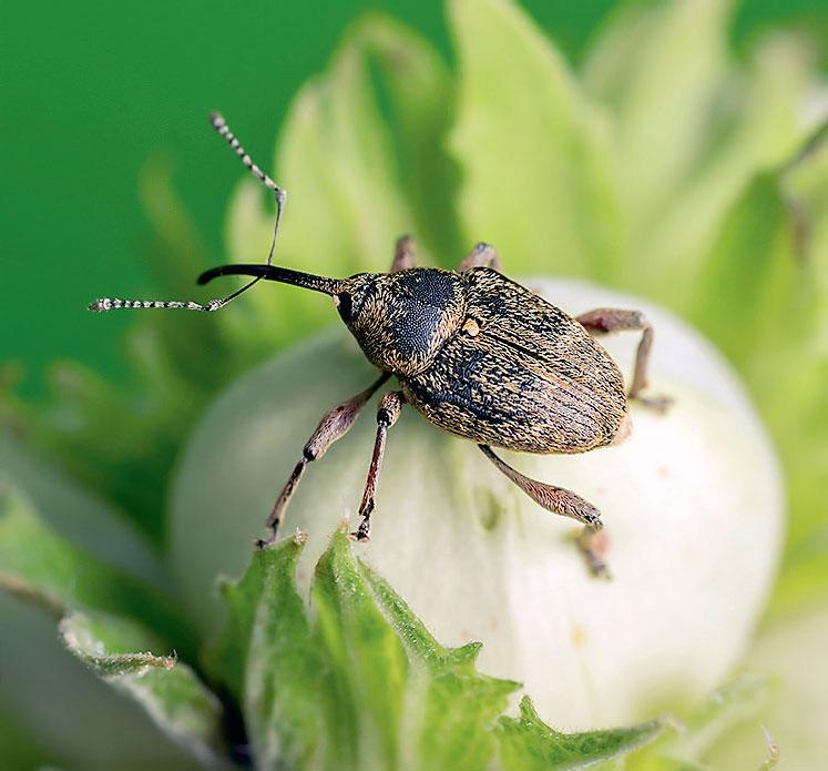 Иллюстрация к книге — Большая энциклопедия садовода-огородника от А до Я [_204.jpg]