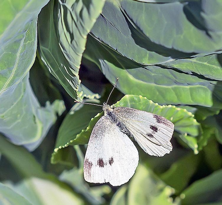 Иллюстрация к книге — Большая энциклопедия садовода-огородника от А до Я [_205.jpg]