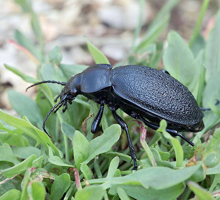 Иллюстрация к книге — Большая энциклопедия садовода-огородника от А до Я [_206.jpg]