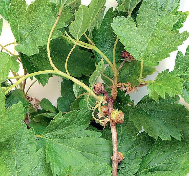 Иллюстрация к книге — Большая энциклопедия садовода-огородника от А до Я [_207.jpg]