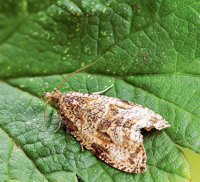 Иллюстрация к книге — Большая энциклопедия садовода-огородника от А до Я [_208.jpg]