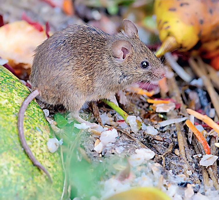 Иллюстрация к книге — Большая энциклопедия садовода-огородника от А до Я [_209.jpg]