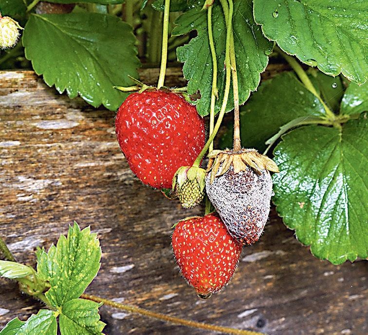 Иллюстрация к книге — Большая энциклопедия садовода-огородника от А до Я [_210.jpg]