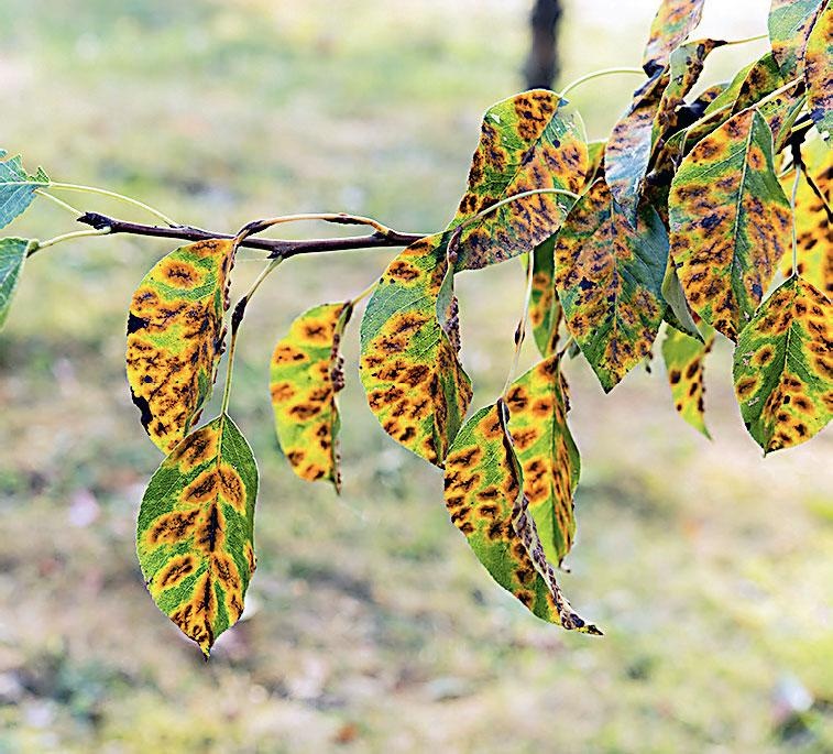 Иллюстрация к книге — Большая энциклопедия садовода-огородника от А до Я [_211.jpg]
