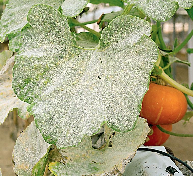 Иллюстрация к книге — Большая энциклопедия садовода-огородника от А до Я [_212.jpg]