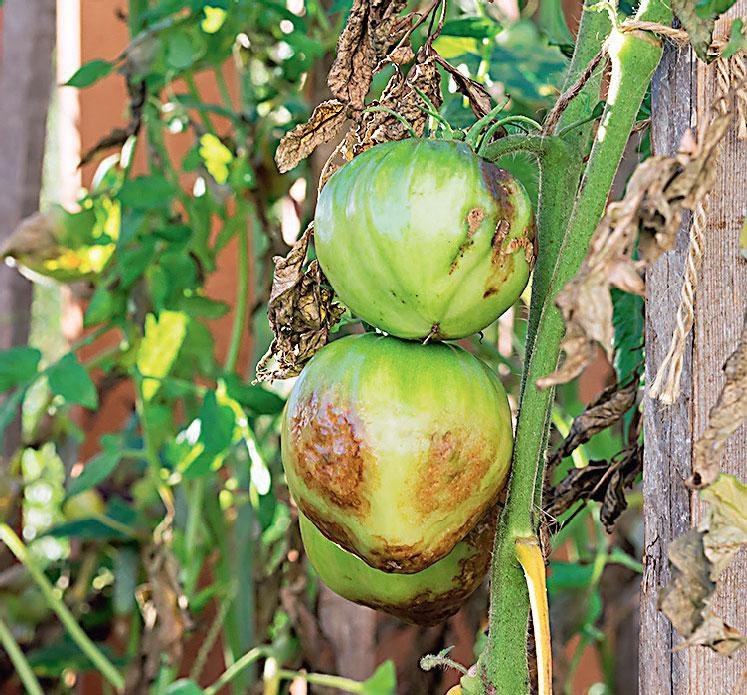 Иллюстрация к книге — Большая энциклопедия садовода-огородника от А до Я [_213.jpg]