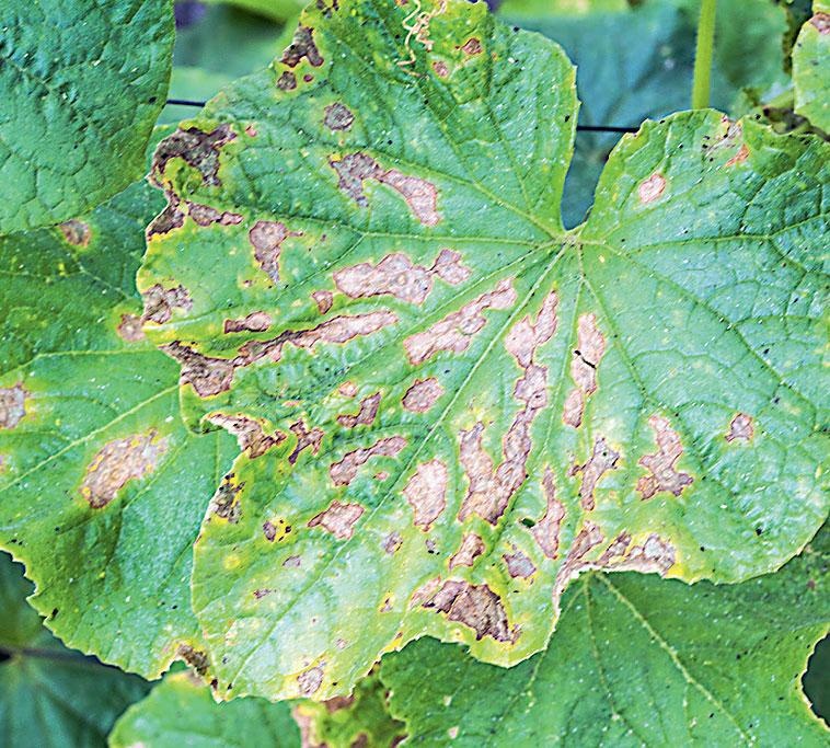 Иллюстрация к книге — Большая энциклопедия садовода-огородника от А до Я [_214.jpg]