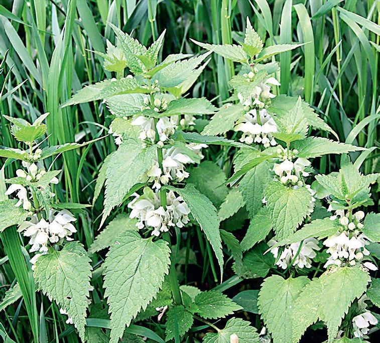 Иллюстрация к книге — Большая энциклопедия садовода-огородника от А до Я [_216.jpg]