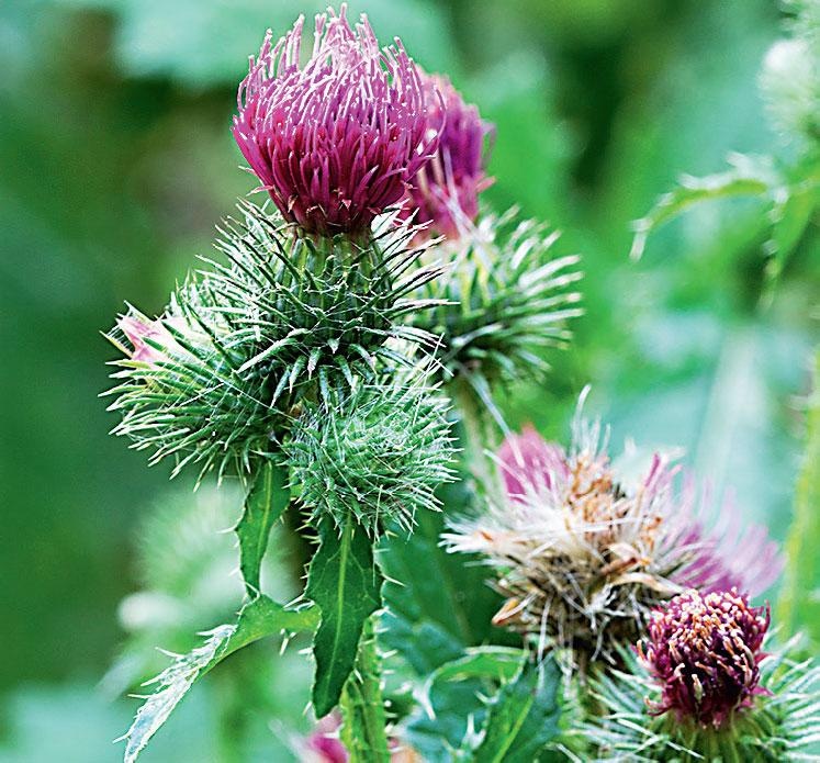 Иллюстрация к книге — Большая энциклопедия садовода-огородника от А до Я [_217.jpg]