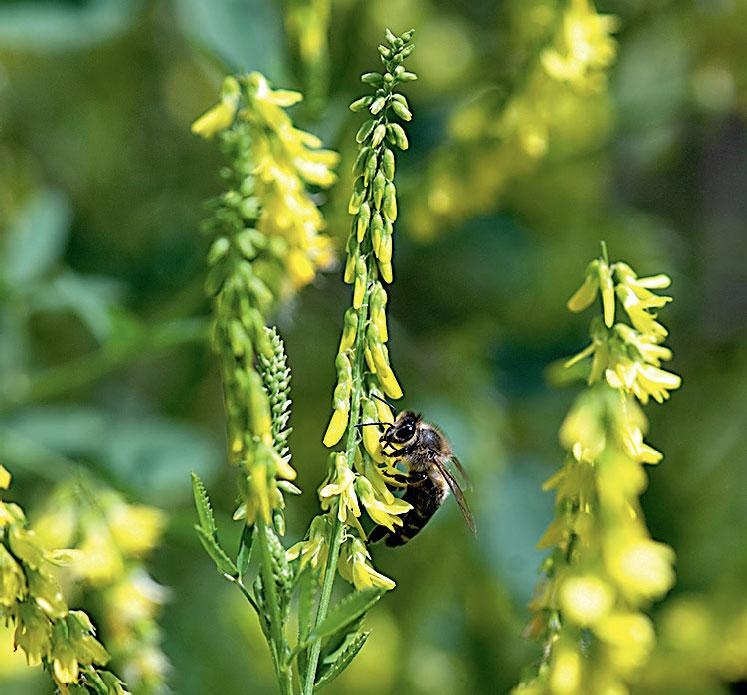 Иллюстрация к книге — Большая энциклопедия садовода-огородника от А до Я [_220.jpg]