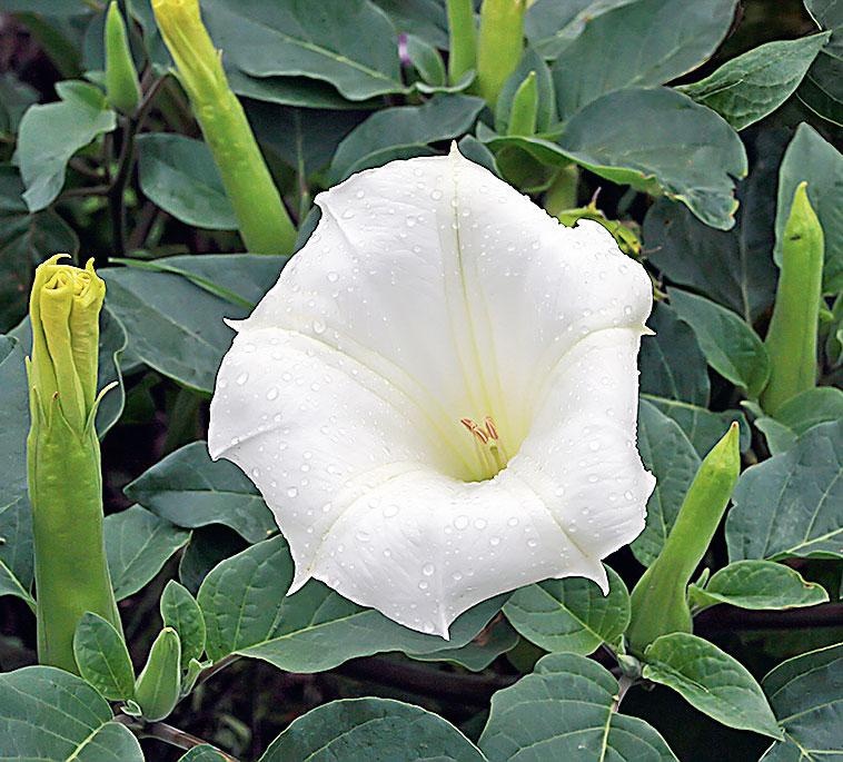 Иллюстрация к книге — Большая энциклопедия садовода-огородника от А до Я [_226.jpg]