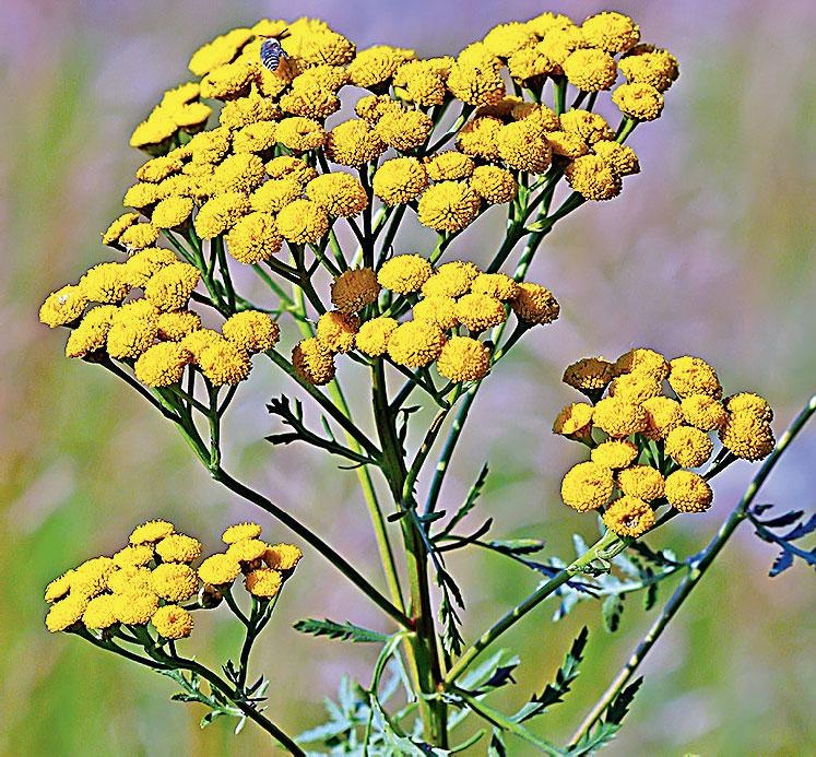 Иллюстрация к книге — Большая энциклопедия садовода-огородника от А до Я [_228.jpg]