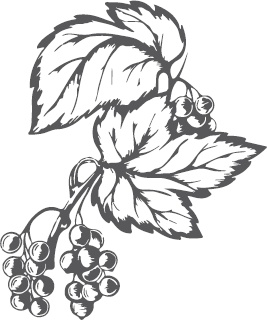 Иллюстрация к книге — Большая энциклопедия садовода-огородника от А до Я [_23.jpg]