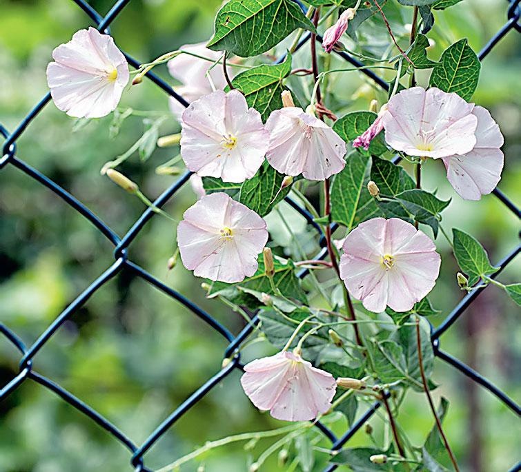 Иллюстрация к книге — Большая энциклопедия садовода-огородника от А до Я [_230.jpg]