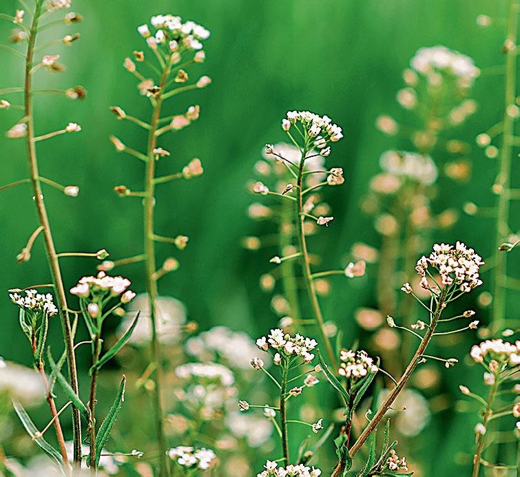 Иллюстрация к книге — Большая энциклопедия садовода-огородника от А до Я [_231.jpg]