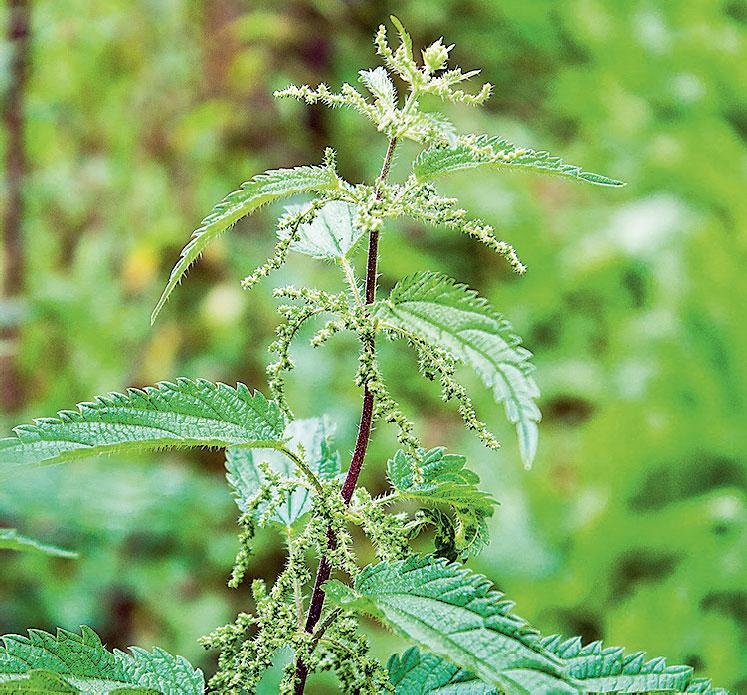 Иллюстрация к книге — Большая энциклопедия садовода-огородника от А до Я [_232.jpg]