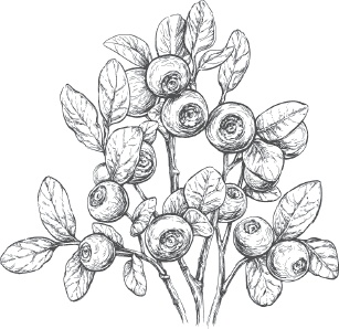 Иллюстрация к книге — Большая энциклопедия садовода-огородника от А до Я [_26.jpg]