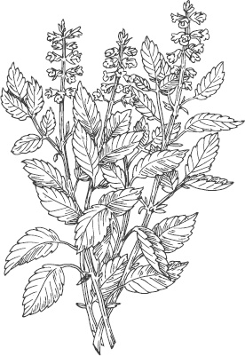 Иллюстрация к книге — Большая энциклопедия садовода-огородника от А до Я [_33.jpg]