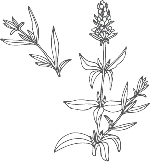 Иллюстрация к книге — Большая энциклопедия садовода-огородника от А до Я [_40.jpg]