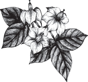 Иллюстрация к книге — Большая энциклопедия садовода-огородника от А до Я [_43.jpg]