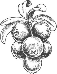 Иллюстрация к книге — Большая энциклопедия садовода-огородника от А до Я [_5.jpg]